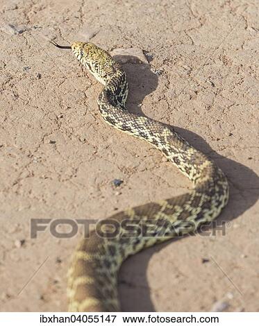 "Pacific Gopher Snake (Pituophis catenifer catenifer), Colorado, United States, North America" View Large Photo Image Stock Photo - "Pacific Gopher Snake (Pituophis catenifer catenifer), Colorado, United States, North America". Fotosearch