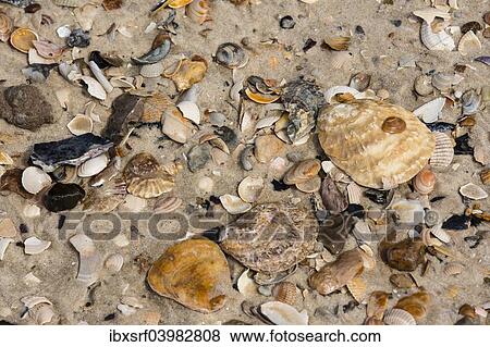 "Pacific Oysters (Crassostrea pacifica), shells, Sylt, Schleswig-Holstein, Germany, Europe" View Large Photo Image Stock Photo - "Pacific Oysters (Crassostrea pacifica), shells, Sylt, Schleswig-Holstein, Germany, Europe". Fotosearch