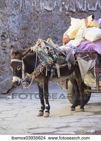 "Pack donkey with a laden cart in the Medina, Marrakech, Marrakech-Tensift-Al Haouz, Morocco, Africa" View Large Photo Image Picture - "Pack donkey with a laden cart in the Medina, Marrakech, Marrakech-Tensift-Al Haouz, Morocco, Africa". Fotosearch