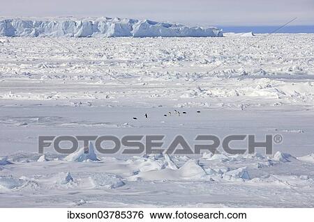 "Pack ice, penguins, Weddell Sea, Antarctica" View Large Photo Image Stock Photograph - "Pack ice, penguins, Weddell Sea, Antarctica". Fotosearch