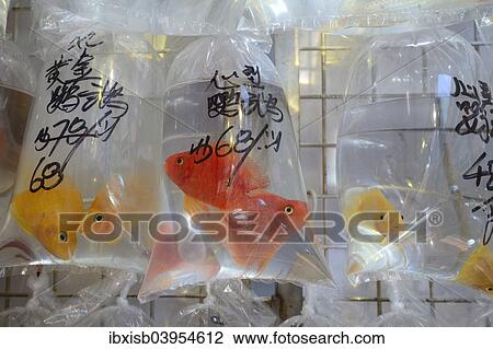Stock Image - "Packaged aquarium fish hanging outside a typical aquarium shop, Kowloon, Hong Kong, China, Asia". Fotosearch