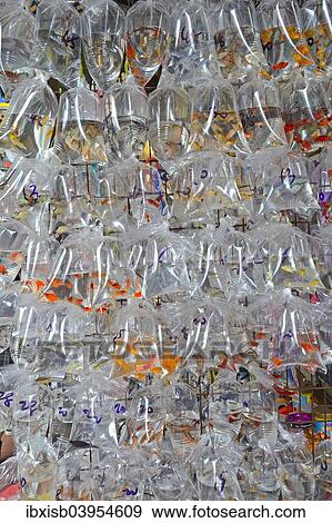 "Packaged aquarium fish hanging outside a typical aquarium shop, Kowloon, Hong Kong, China, Asia" View Large Photo Image Stock Photo - "Packaged aquarium fish hanging outside a typical aquarium shop, Kowloon, Hong Kong, China, Asia". Fotosearch