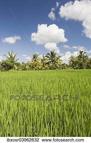 "Paddy field and coconut trees, Ubud, Bali, Indonesia, Asia" View Large Photo Image Stock Image - "Paddy field and coconut trees, Ubud, Bali, Indonesia, Asia". Fotosearch