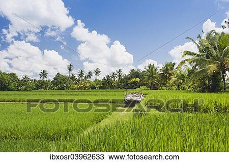 "Paddy field and coconut trees, Ubud, Bali, Indonesia, Asia" View Large Photo Image Stock Image - "Paddy field and coconut trees, Ubud, Bali, Indonesia, Asia". Fotosearch