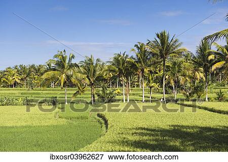 Stock Photo - "Paddy field and coconut trees, Ubud, Bali, Indonesia, Asia". Fotosearch