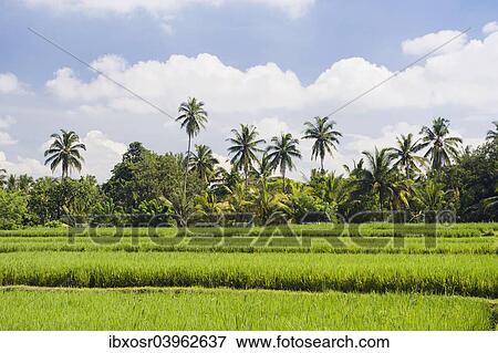 "Paddy field and coconut trees, Ubud, Bali, Indonesia, Asia" View Large Photo Image Stock Photo - "Paddy field and coconut trees, Ubud, Bali, Indonesia, Asia". Fotosearch