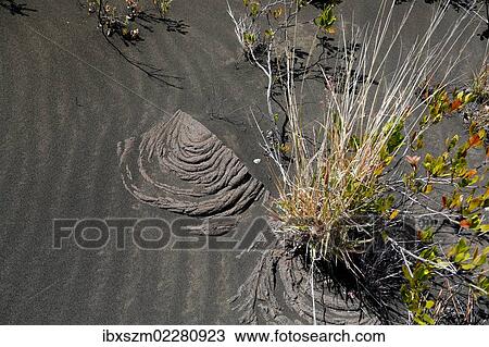 "Pahoehoe Lava in the volcanic sand, Kau Desert Trail, Volcanoes National Park, Big Island, of Hawaii, USA" View Large Photo Image Stock Image - "Pahoehoe Lava in the volcanic sand, Kau Desert Trail, Volcanoes National Park, Big Island, of Hawaii, USA". Fotosearch