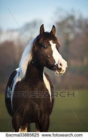 Stock Image Of Paint Horse Brown Tobiano Gelding Ibxcma03885625 Paint Horse Brown Tobiano Gelding