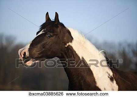 "Paint Horse, brown tobiano, gelding" View Large Photo Image Stock Photograph - "Paint Horse, brown tobiano, gelding". Fotosearch