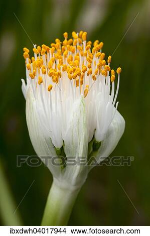 Picture - "Paintbrush (Haemanthus albiflos), flower, native to South Africa". Fotosearch