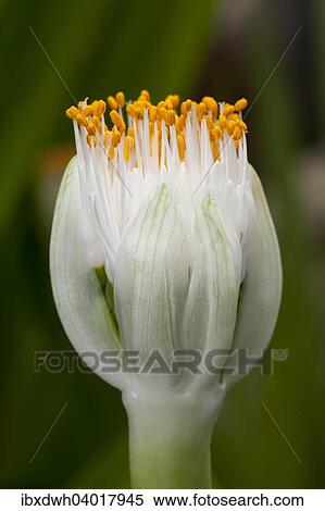 "Paintbrush (Haemanthus albiflos), flower, native to South Africa" View Large Photo Image Stock Photography - "Paintbrush (Haemanthus albiflos), flower, native to South Africa". Fotosearch