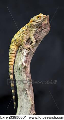 "Painted Agama or Starred Agama (Laudakia stellio), butterfly house, Forgaria nel Friuli, Udine province, Italy, Europe" View Large Photo Image Stock Image - "Painted Agama or Starred Agama (Laudakia stellio), butterfly house, Forgaria nel Friuli, Udine province, Italy, Europe". Fotosearch