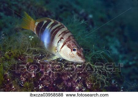 "Painted comber (Serranus scriba), Mediterranean Sea, Croatia, Europe" View Large Photo Image Stock Photo - "Painted comber (Serranus scriba), Mediterranean Sea, Croatia, Europe". Fotosearch