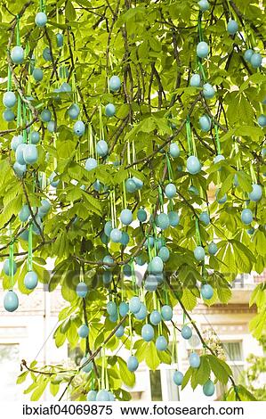 "Painted Easter eggs on branches of a tree, Easter decoration in a public park, Kiev, Ukraine, Europe" View Large Photo Image Stock Photography - "Painted Easter eggs on branches of a tree, Easter decoration in a public park, Kiev, Ukraine, Europe". Fotosearch