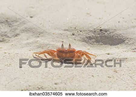 "Painted Ghost Crab or Cart Driver Crab (Ocypode gaudichaudii), San Cristobal Island, Galapagos Islands, Ecuador, South America" View Large Photo Image Stock Photography - "Painted Ghost Crab or Cart Driver Crab (Ocypode gaudichaudii), San Cristobal Island, Galapagos Islands, Ecuador, South America". Fotosearch