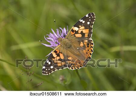 Stock Image - Painted Lady butterfly (Vanessa cardui). Fotosearch