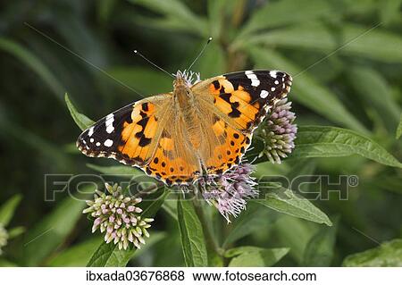 "Painted Lady (Vanessa cardui, Cynthia cardui) perched on wild majoram, Altenseelbach, Neunkirchen, North Rhine-Westphalia, Germany, Europe" View Large Photo Image Stock Photo - "Painted Lady (Vanessa cardui, Cynthia cardui) perched on wild majoram, Altenseelbach, Neunkirchen, North Rhine-Westphalia, Germany, Europe". Fotosearch