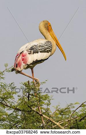 "Painted Stork (Mycteria leucocephala), Keoladeo National Park, Rajasthan, India, Asia" View Large Photo Image Stock Photograph - "Painted Stork (Mycteria leucocephala), Keoladeo National Park, Rajasthan, India, Asia". Fotosearch