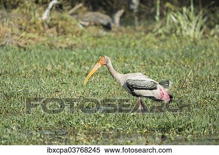Stock Photography - "Painted Stork (Mycteria leucocephala), Keoladeo National Park, Rajasthan, India, Asia". Fotosearch