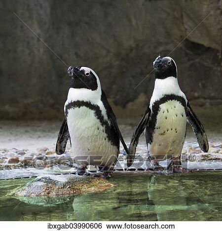 Stock Photograph - "Pair of African Penguins or Jackass Penguins (Spheniscus demersus), captive". Fotosearch