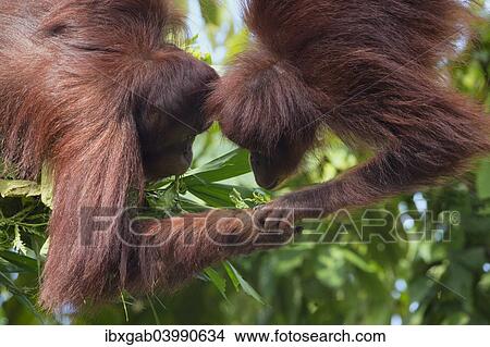 "Pair of Bornean Orangutans (Pongo pygmaeus), Singapore, Asia" View Large Photo Image Picture - "Pair of Bornean Orangutans (Pongo pygmaeus), Singapore, Asia". Fotosearch