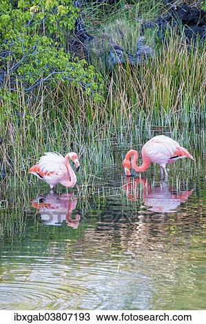 "Pair of Greater Flamingos or American Flamingos (Phoenicopterus ruber), Punta Morena, Isabela Island, Galapagos, Ecuador, South America" View Large Photo Image Stock Image - "Pair of Greater Flamingos or American Flamingos (Phoenicopterus ruber), Punta Morena, Isabela Island, Galapagos, Ecuador, South America". Fotosearch