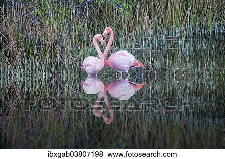 "Pair of Greater Flamingos or American Flamingos (Phoenicopterus ruber), Punta Morena, Isabela Island, Galapagos, Ecuador, South America" View Large Photo Image Stock Photo - "Pair of Greater Flamingos or American Flamingos (Phoenicopterus ruber), Punta Morena, Isabela Island, Galapagos, Ecuador, South America". Fotosearch