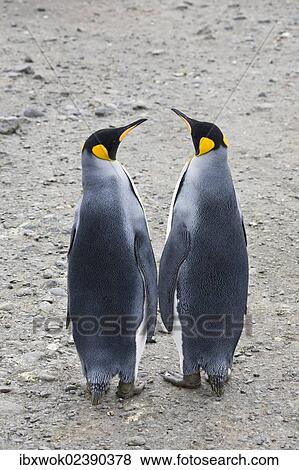 "Pair of King Penguins (Aptenodytes patagonicus), Salisbury Plains, South Georgia, Antarctica" View Large Photo Image Stock Photo - "Pair of King Penguins (Aptenodytes patagonicus), Salisbury Plains, South Georgia, Antarctica". Fotosearch