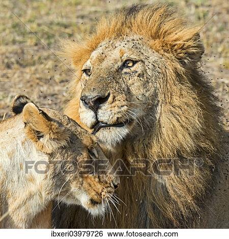 "Pair of Lions (Panthera leo), willing to mate, Maasai Mara National Reserve, Kenya, Africa" View Large Photo Image Stock Photograph - "Pair of Lions (Panthera leo), willing to mate, Maasai Mara National Reserve, Kenya, Africa". Fotosearch