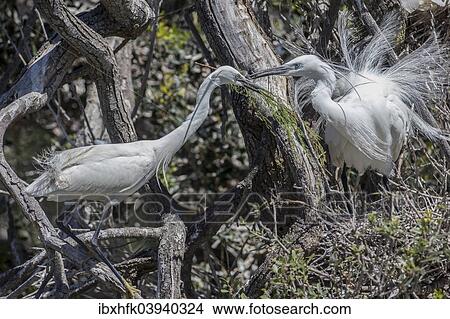 "Pair of nesting Little Egrets (Egretta garzetta), Camargue, France, Europe" View Large Photo Image Picture - "Pair of nesting Little Egrets (Egretta garzetta), Camargue, France, Europe". Fotosearch
