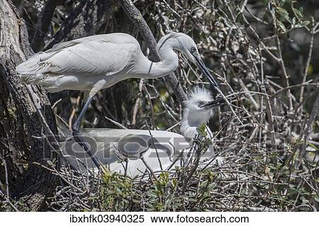 Stock Photography - "Pair of nesting Little Egrets (Egretta garzetta), Camargue, France, Europe". Fotosearch