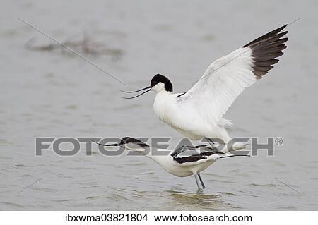 Picture - "Pairing of two Pied Avocets (Recurvirostra avosetta), Texel, The Netherlands, Europe". Fotosearch