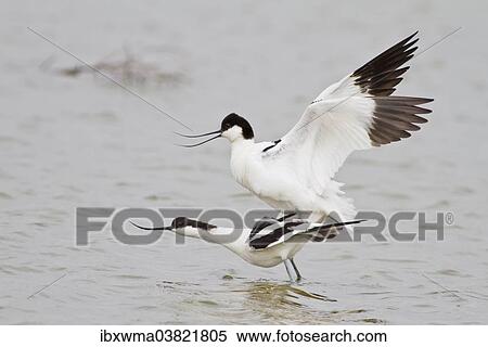 "Pairing of two Pied Avocets (Recurvirostra avosetta), Texel, The Netherlands, Europe" View Large Photo Image Stock Photography - "Pairing of two Pied Avocets (Recurvirostra avosetta), Texel, The Netherlands, Europe". Fotosearch
