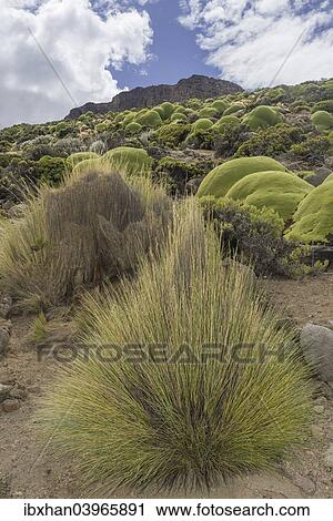 "Paja Brava, Paja Ichu or Yarava Ichu grass plants with the Yareta or Llareta cushion plant (Azorella compacta) growing on the slopes of the Taapaca volcano, Arica y Parinacota Region, Chile, South America" View Large Photo Image Stock Image - "Paja Brava, Paja Ichu or Yarava Ichu grass plants with the Yareta or Llareta cushion plant (Azorella compacta) growing on the slopes of the Taapaca volcano, Arica y Parinacota Region, Chile, South America". Fotosearch