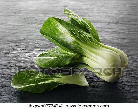 Pak Choi or Chinese cabbage View Large Photo Image Stock Image - Pak Choi or Chinese cabbage. Fotosearch