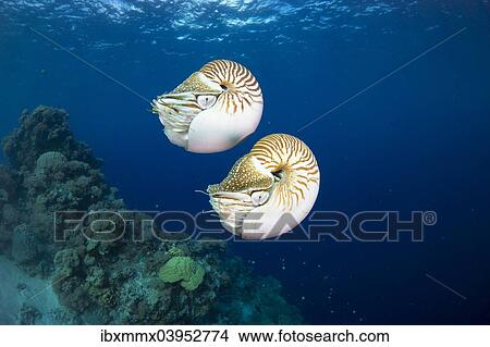 "Palau Nautiluses (Nautilus belauensis), Palau, Oceania" View Large Photo Image Picture - "Palau Nautiluses (Nautilus belauensis), Palau, Oceania". Fotosearch