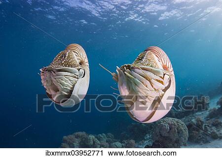 "Palau Nautiluses (Nautilus belauensis), Palau, Oceania" View Large Photo Image Stock Image - "Palau Nautiluses (Nautilus belauensis), Palau, Oceania". Fotosearch