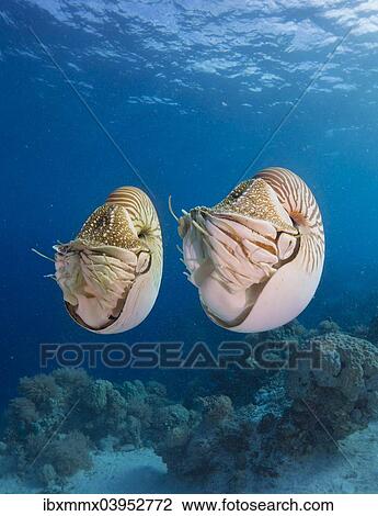 "Palau Nautiluses (Nautilus belauensis), Palau, Oceania" View Large Photo Image Stock Image - "Palau Nautiluses (Nautilus belauensis), Palau, Oceania". Fotosearch
