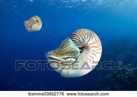 "Palau Nautiluses (Nautilus belauensis), Palau, Oceania" View Large Photo Image Stock Photograph - "Palau Nautiluses (Nautilus belauensis), Palau, Oceania". Fotosearch