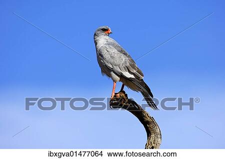 "Pale Chanting Goshawk (Melierax canorus) perched on a lookout, Madikwe Game Reserve, South Africa, Africa" View Large Photo Image Picture - "Pale Chanting Goshawk (Melierax canorus) perched on a lookout, Madikwe Game Reserve, South Africa, Africa". Fotosearch