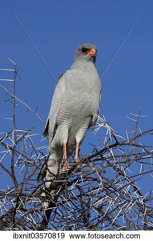 "Pale Chanting-Goshawk (Melierax canorus argentior), Etosha National Park, Namibia, Africa" View Large Photo Image Stock Photo - "Pale Chanting-Goshawk (Melierax canorus argentior), Etosha National Park, Namibia, Africa". Fotosearch