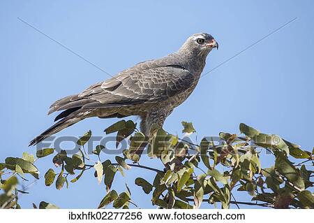 "Pale chanting goshawk (Melierax canorus), juvenile, Etosha National Park, Namibia, Africa" View Large Photo Image Stock Photograph - "Pale chanting goshawk (Melierax canorus), juvenile, Etosha National Park, Namibia, Africa". Fotosearch