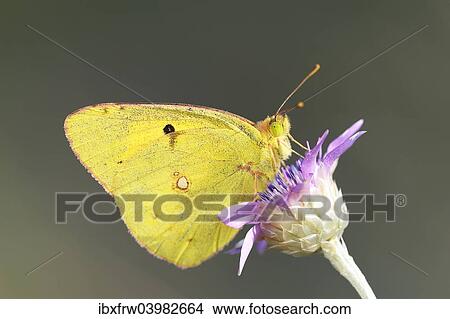"Pale Clouded Yellow (Colias hyale) on a flower, Bulgaria, Europe" View Large Photo Image Picture - "Pale Clouded Yellow (Colias hyale) on a flower, Bulgaria, Europe". Fotosearch
