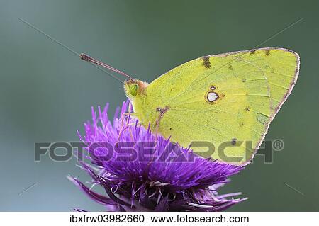 Stock Image - "Pale Clouded Yellow (Colias hyale) on a flower, Bulgaria, Europe". Fotosearch