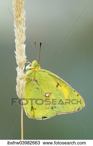 "Pale Clouded Yellow (Colias hyale) on a grass seed head, Bulgaria, Europe" View Large Photo Image Stock Image - "Pale Clouded Yellow (Colias hyale) on a grass seed head, Bulgaria, Europe". Fotosearch