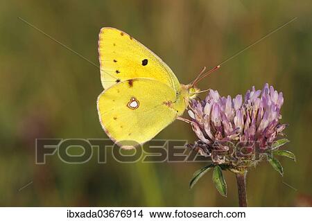 "Pale Clouded Yellow (Colias hyale), male perched on the flower of a red clover, Altenseelbach, Neunkirchen, North Rhine-Westphalia, Germany, Europe" View Large Photo Image Picture - "Pale Clouded Yellow (Colias hyale), male perched on the flower of a red clover, Altenseelbach, Neunkirchen, North Rhine-Westphalia, Germany, Europe". Fotosearch