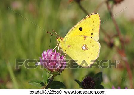 "Pale Clouded Yellow (Colias hyale), male butterfly on Red Clover (Trifolium pratense), North Rhine-Westphalia, Germany, Europe" View Large Photo Image Stock Image - "Pale Clouded Yellow (Colias hyale), male butterfly on Red Clover (Trifolium pratense), North Rhine-Westphalia, Germany, Europe". Fotosearch