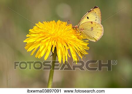 "Pale Clouded Yellow (Colias hyale) perched on a Dandelion (Taraxacum officinale), North Hesse, Hesse, Germany, Europe" View Large Photo Image Stock Image - "Pale Clouded Yellow (Colias hyale) perched on a Dandelion (Taraxacum officinale), North Hesse, Hesse, Germany, Europe". Fotosearch