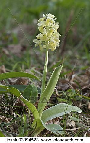 Stock Image - "Pale-flowered Orchid (Orchis pallens), Orchid of the Year 2012, rare species, Baden-Wurttemberg, Germany, Europe". Fotosearch