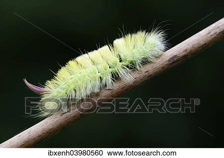 "Pale Tussock (Calliteara pudibunda), caterpillar, Emsland, Lower Saxony, Germany, Europe" View Large Photo Image Stock Image - "Pale Tussock (Calliteara pudibunda), caterpillar, Emsland, Lower Saxony, Germany, Europe". Fotosearch